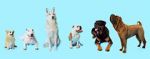Watch How Dogs Got Their Shapes Watch123movies