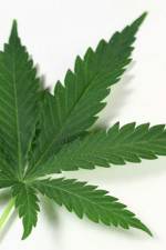 Watch Weed Watch123movies