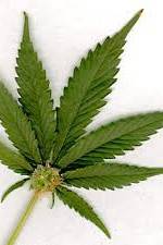 Watch Aphrodisiac! The Sexual Secret Of Marijuana Watch123movies