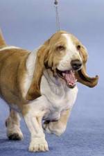 Watch Pedigree Dogs Exposed Watch123movies