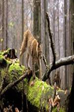 Watch National Geographic Wild Balkans Watch123movies