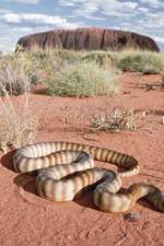 Watch DEADLY PREDATORS.AUSTRALIAN PYTHONS Watch123movies