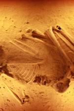 Watch Lost Cannibals of Europe Watch123movies