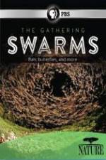 Watch Nature The Gathering Swarms Watch123movies