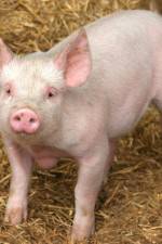 Watch Patent For A Pig: The Big Business of Genetics Watch123movies