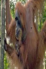 Watch Refugees Of The Lost Rainforest Watch123movies