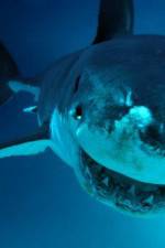 Watch National Geographic. Shark attacks investigated Watch123movies