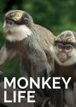Watch Monkey Life Watch123movies
