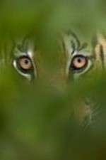 Watch Deadly Instincts Watch123movies