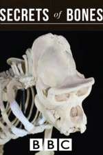 Watch Secrets of Bones Watch123movies