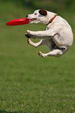 Watch Dogs 101: New Tricks Watch123movies