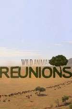 Watch Wild Animal Reunions Watch123movies