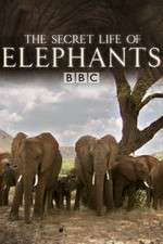Watch The Secret Life of Elephants Watch123movies