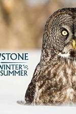Watch Yellowstone Wildest Winter to Blazing Summer Watch123movies