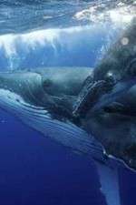 Watch Big Blue Live Watch123movies