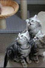 Watch The Secret Life of Kittens Watch123movies