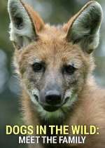 Watch Dogs in the Wild: Meet the Family Watch123movies