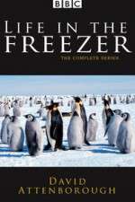 Watch Life in the Freezer Watch123movies