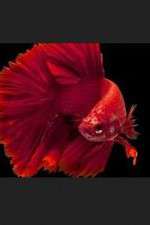 Watch Thailand: Earth's Tropical Paradise Watch123movies