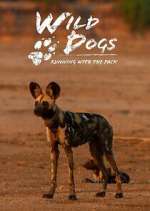 Watch Wild Dogs: Running with the Pack Watch123movies