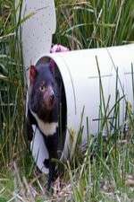 Watch Aussie Animal Island Watch123movies