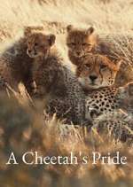 Watch A Cheetah\'s Pride Watch123movies