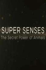 Watch Super Senses The Secret Power of Animals Watch123movies