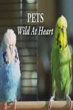 Watch Pets - Wild at Heart Watch123movies