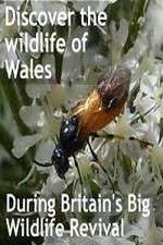 Watch Britain's Big Wildlife Revival Watch123movies