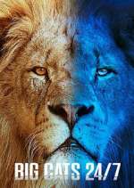 Watch Big Cats 24/7 Watch123movies