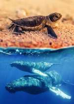 Watch Australia\'s Wild Moments Watch123movies