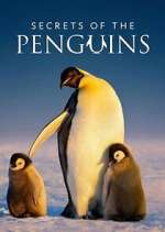 Watch Secrets of the Penguins Watch123movies