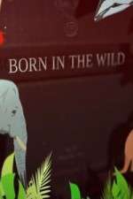 Watch Born In The Wild Watch123movies