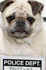 Watch Secret Life of Dogs Watch123movies