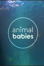 Watch Animal Babies Watch123movies