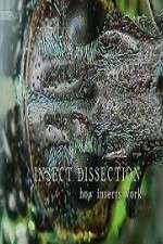 Watch Insect Dissection How Insects Work Watch123movies