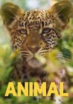 Watch Animal Watch123movies