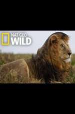 Watch Animal ER Live Watch123movies