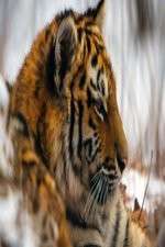 Watch Operation Snow Tiger Watch123movies