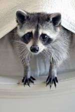 Watch Ingenious Animals Watch123movies