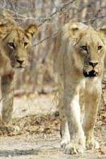 Watch Lion Country: Night and Day Watch123movies