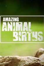 Watch Amazing Animal Births Watch123movies