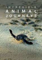 Watch Incredible Animal Journeys Watch123movies