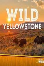 Watch Wild Yellowstone Watch123movies