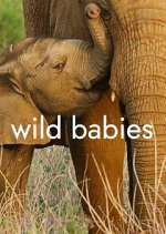 Watch Wild Babies Watch123movies