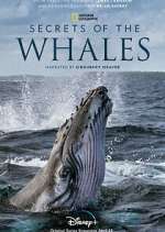 Watch Secrets of the Whales Watch123movies