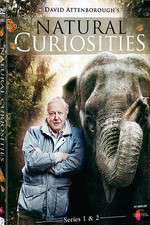 Watch Natural Curiosities Watch123movies