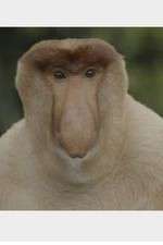 Watch Wildest Islands of Indonesia Watch123movies